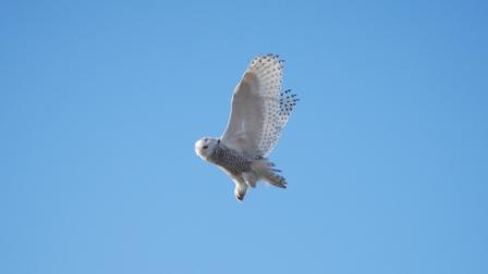 A snowy owl is seen flying over Strathmere, Cape May County in photos taken by Action News viewer Bill Tierney.