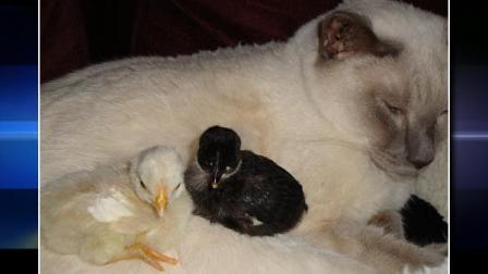 David Murphys cat sitting with chickens