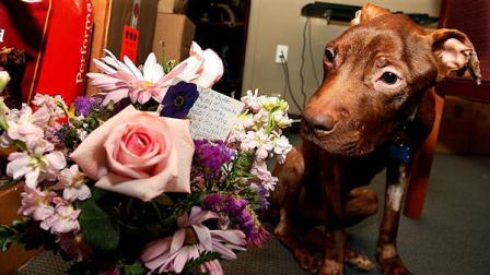 A 1-year-old pit bull nicknamed Patrick sits Tuesday, April 5, 2011, next to flowers sent by a supporter in Alaska as he recovers at Garden State Veterinary Specialists in Tinton Falls, N.J., after being found starved and dumped in a trash chute. Kisha Curtis, 27, of Newark pleaded not guilty to animal abuse charges. Authorities believe Curtis tied the dog to a railing in her Newark apartment building and left the state for more than a week. Letters and donations have poured in from the around the world in support of Patrick.
