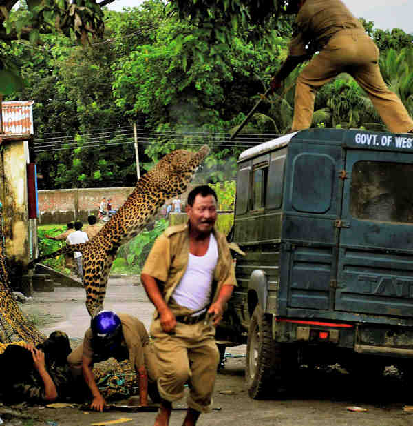 072011-image-leopard-attack-1.jpg