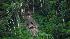 Uncontacted Amazon tribe