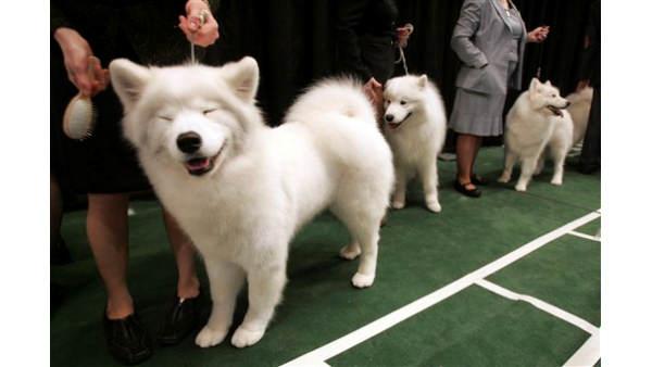 Heather Shannon, left, of Dillsburg, Pa., gives her Samoan, Vanna a Salt, a brushing before competing in the 133rd annual Westminster Kennel Club dog show Tuesday, Feb. 10, 2009 at Madison Square Garden in New York. (AP Photo/Mary Altaffer)