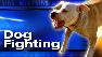 Dog fighting