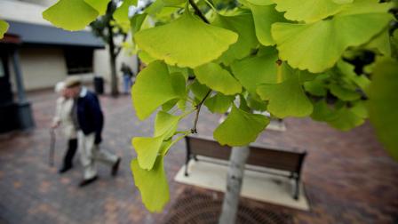 Ginkgo tree