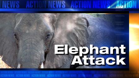 Elephant attack