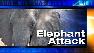 Elephant attack