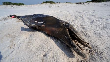 Gulf Oil Spill