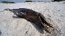 Gulf Oil Spill