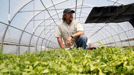 Food and Farm Tomato Blight
