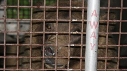 Bear Mauling Death