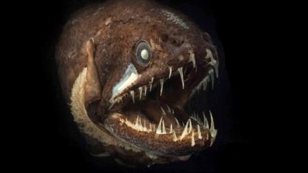 This undated handout photo provided by the Census for Marine Life shows a dragonfish that even has teeth on its tongue. They would be terrifying animals if they werent the size of a banana.