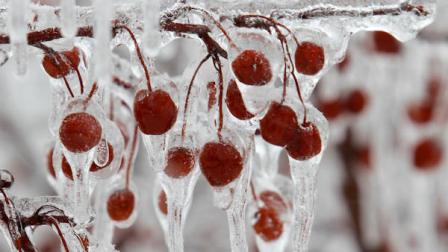 Ice-covered berries rest on tree branches, Monday, Feb. 21, 2011, in Pepper PIke, Ohio. An ice storm covered northeast Ohio Sunday night and more snow is expected. (AP Photo/Tony Dejak)