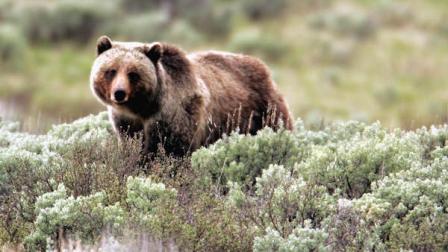 FILE - This June 7, 2005 file photo released by Yellowstone National Park shows a grizzly bear moving through the brush at the park in Wyoming. A grizzly mauled a man to death in Yellowstone National Park Wednesday, July 6, 2011, the first such death in the park in a quarter century but the third in the region in just over a year. Park officials are clearing the area of other hikers and warning people to stay away. Yellowstone and nearby surrounding areas are home to a growing number of grizzlies, at least 600 and some say more than 1,000. (AP Photo/Yellowstone National Park, James Peaco, File)