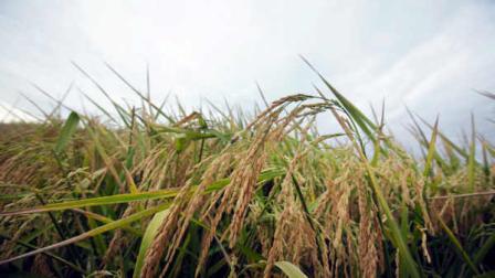 In this photo taken Sept. 22, 2011, rice grows in a field near Alicia, Ark.