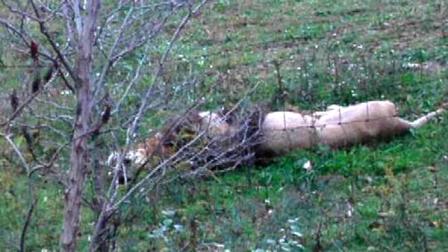 In a Tuesday Oct. 18, 2011 photo, a dead lion lays by the fence on Terry Thompsons farm near Zanesville, Ohio. Police killed dozens of animals Tuesday that escaped from the wild-animal preserve where the owners body later was found. Warning that more animals still were on the loose, officials expected up to four school districts to cancel classes as the remaining bears, big cats and other beasts from the Muskingum County Animal Farm were hunted down.