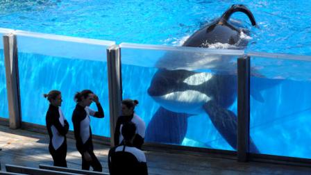 In this Monday, March 7, 2011 photo, killer whale Tilikum, right, watches as SeaWorld Orlando trainers take a break during a training session at the theme parks Shamu Stadium in Orlando, Fla. In an unprecedented lawsuit, People for the Ethical Treatment of Animals is accusing the SeaWorld marine parks of keeping five of its star-performer killer whales in conditions that violate the Constitutions ban on slavery. The suit, which PETA says it will file Wednesday, Oct. 26, 2011 in U.S. District Court in San Diego, hinges on the fact that the 13th Amendment, while prohibiting slavery and involuntary servitude, does not specify that only humans can be victims. (AP Photo/Phelan M. Ebenhack)