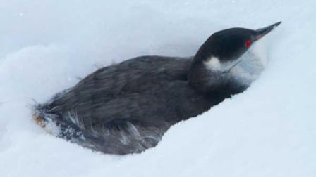 In this photo provided by Utah Division of Wildlife Services, a surviving grebe huddles in the snow Tuesday, Dec. 13, 2011 after thousands of the birds crash landed throughout Southern Utah on Monday night. Officials say storm clouds above city lights Monday night probably confused thousands of grebes, which are a duck-like aquatic bird that migrates south for the winter. Thousands of the birds were killed, but more than 2,000 had been rescued by Tuesday evening. The survivors were released into Washington County bodies.