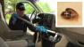 Battling bed bugs in cars in Virginia
