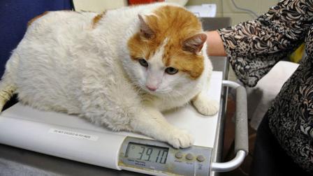 Meow, a 2-year-old tabby who topped the scale at over 39 pounds, died from apparent complications of his morbid obesity, an animal shelter said Monday.