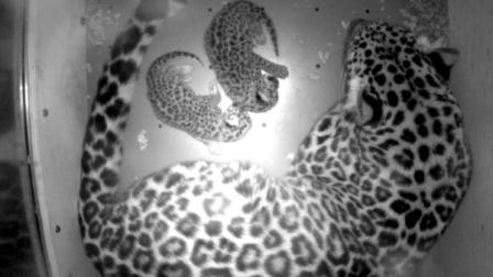 This image made from video provided by the Minnesota Zoo on Friday, June 1, 2012 shows an Amur leopard with her cubs in the maternity den of the zoo in Apple Valley, Minn. The cubs, born Tuesday, May 29, join an estimated 90 Amur leopards living in captivity in the U.S. The species one of the most endangered cats in the world. Fewer than 40 are left in the wild. There have been no successful efforts to release captive-bred Amur leopards into their natural habitat in eastern Asia. (AP Photo/Minnesota Zoo)