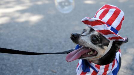 July 4, 2012 - A Chihuahua gets in on the act of showing his patriotism during the annual 4th of July parade in the McKinney, Texas town square. (Michael Prengler/Special Contributor)