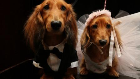 Dachshunds dressed for the occasion, Clifford, left, and his cousin Dee Dee, wait to take part in the most expensive wedding for pets Thursday July 12, 2012 in New York. The black-tie fundraiser, where two dogs were married, was held to benefit the Humane Society of New York. (AP Photo/Tina Fineberg)
