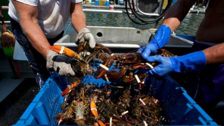 Lobsters are unloaded from a fishing boat Thursday, Aug. 9, 2012, in Portland, Maine. Maines lobster harvest seems to be hitting an economic wall, with a plentiful catch causing low prices that is disgruntling lobstermen in Canada. They have set up blockades around some plants to prevent delivery of Maine lobster they say is stealing their livelihood. (AP Photo/Robert F. Bukaty)