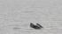 PHOTOS: Whale sighting at the Jersey Shore