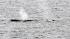 PHOTOS: Whale sighting at the Jersey Shore