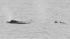 PHOTOS: Whale sighting at the Jersey Shore