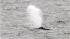 PHOTOS: Whale sighting at the Jersey Shore