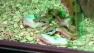 Two-headed boa constrictor