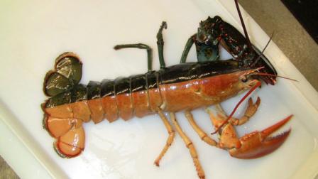 This image released by the New England Aquarium shows a one-pound female lobster, known as a split, that was caught by a Massachusetts fisherman last week and arrived at the aquarium in Boston, Wednesday, Oct. 31, 2012. Officials say such rare Halloween coloration is estimated to occur once in every 50 million lobsters. (AP Photo/New England Aquarium, Emily Bauernseind)