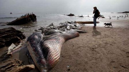 A woman walks her dog past a dead young male fin whale that washed up Monday between the Paradise Cove and Point Dume areas of Malibu, Calif. on Thursday, Dec. 6, 2012. (AP Photo/Nick Ut)