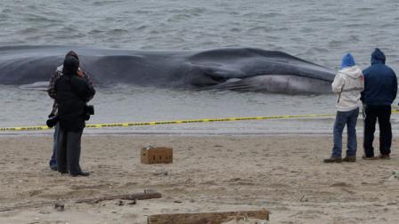Curious onlookers inspect an emaciated 60-foot finback whale that beached itself in the Breezy Point neighborhood of the Rockaways in New York, Wednesday, Dec. 26, 2012. Biologist Mendy Garron says its unclear what caused the whale to beach itself, but its chances of survival appear slim. (AP Photo/Kathy Willens)