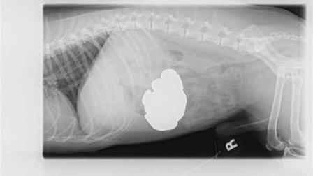 This undated image provided by BluePearl Veterinary Partners shows the X-ray of Jack Russell terrier named Jack that swallowed 111 pennies. The 13-year-old poochs owner rushed him to a Manhattan veterinarian for emergency surgery Friday March 9, 2013 and doctors put him under anesthesia and methodically removed all 111 coins. (AP Photo/BluePearl Veterinary Partners)