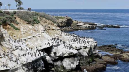 Tourist watch the massive bird gathering on the cliffs in the La Jolla section of San Diego, Tuesday, April 2, 2013. The birds have turned the cliffs white with their droppings and caused a stench in the area that draws tourist to restaurants and hotels. (APPhoto/Lenny Ignelzi)