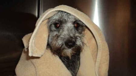 This image provided by Riverside County Animal Services shows Banjo, a 10-month-old poodle-terrier mix that was tied to train tracks in the California desert and rescued by Riverside County Animal Services Tuesday April 2, 2013. (AP Photo/Riverside County Animal Services)