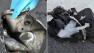 This image from a Federal Bureau of Investigation and Department of Homeland Security joint bulletin issued to law enforcement and obtained by The Associated Press, shows the remains of a black backpack that the FBI says contained one of the bombs that exploded during the Boston Marathon. The FBI says it has evidence that indicates one of the bombs that exploded in the Boston Marathon was contained in a pressure cooker with nails and ball bearings, and it was hidden in a backpack. (AP Photo/FBI)  