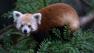 This undated handout photo provided by the National Zoo shows a red panda that has gone missing from its enclosure at the zoo in Washington.  (AP Photo/Smithsonians National Zoo, Abby Wood)