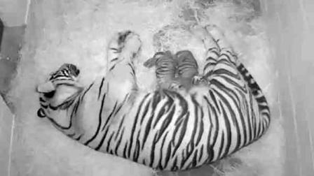 This black-and-white handout photo provided by the Smithsonians National Zoo, taken Aug. 7, 2013, shows a pair of Sumatran tiger cubs born Aug. 5, with their 4-year-old mother Damai, at the zoo in Washington. The zoo announced Thursday that the cubs born to 4-year-old Damai on Monday appear to be healthy, and the new mother has been seen grooming and nursing them. (AP Photo/Smithsonians National Zoo)
