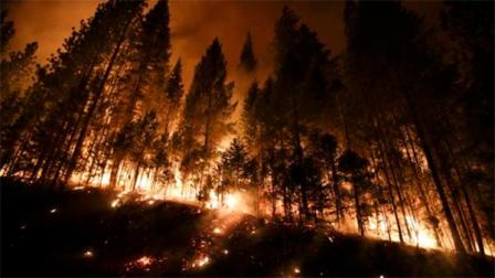 Trees burn in a burnout fire as firefighters continue to battle the Rim Fire near Yosemite National Park, Calif., on Sunday, Aug. 25, 2013. Fire crews are clearing brush and setting sprinklers to protect two groves of giant sequoias as a massive week-old wildfire rages along the remote northwest edge of Yosemite National Park. (AP Photo/Jae C. Hong)