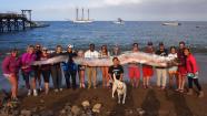 This photo released courtesy of the Catalina Island Marine Institute taken on Sunday Oct. 13, 2013 shows the crew of sailing school vessel Tole Mour and Catalina Island Marine Institute instructors holding an 18-foot-long oarfish that was found in the waters of Toyon Bay on Santa Catalina Island, Calif. A marine science instructor snorkeling off the Southern California coast spotted the silvery carcass of the 18-foot-long, serpent-like oarfish. (AP Photo/Catalina Island Marine Institute ) 