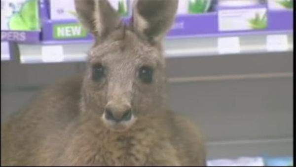 Injured Kangaroo finds treatment at Airport