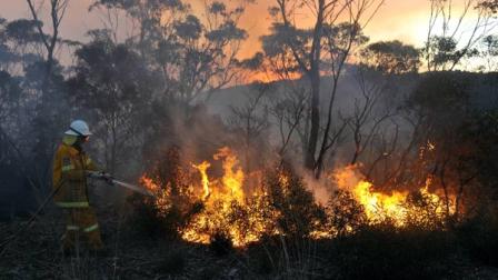A New South Wales Rural Fire Service volunteer puts out a fire in the town of Bell, Australia, on Sunday, Oct. 20, 2013. Firefighters battling some of the most destructive wildfires to ever strike Australias most populous state were focusing on a major blaze Sunday. Authorities warned that high temperatures and winds were likely to maintain heightened fire danger for days. (AAP Image/Paul Miller)