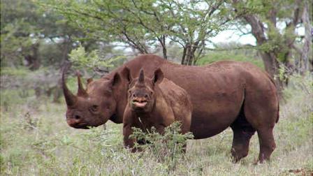 In this Jan. 5, 2003, photo released by U.S. Fish and Wildlife Service shows a black rhino male and calf in Mkuze, South Africa. The organizer of a Texas hunting clubs planned auction of a permit that will allow a hunter to bag an endangered black rhino in Africa is hoping it raises up to $1 million for rhino preservation. (AP Photo/U.S. Fish and Wildlife Service, Karl Stromayer)