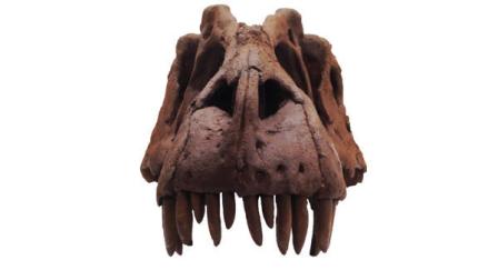 This photo released by the Natural History Museum of Utah, shows a front view of the skull of the fossilized skeleton of a newly-discovered dinosaur, Lythronax argestes, which was found in southern Utah, and now on the display at the museum in Salt Lake City. (AP Photo/Natural History Museum of Utah, Mark Loewen)