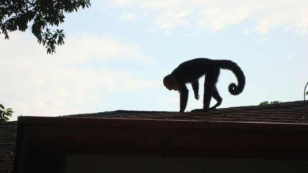 Monkeys on the roof of the Murphy family hotel room in Costa Rica.