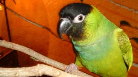 Meet the Murphys loud and occasionally snappy nanday conure, Bandit.