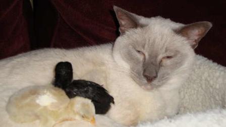 Henry, the Murphys 19-year-old Tonkinese, was a friend to everyone, even some chicks the family fostered for a few months.